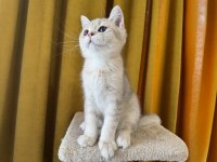 Blue golden british shorthair kedimiz fıstık