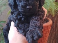 Siyah Toy Poodle Bebeklerimiz