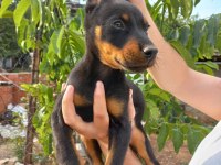 Son Erkek Doberman