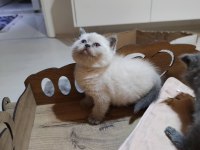 2 aylık dişi british shorthair yavrular ailelerini arıyorlar