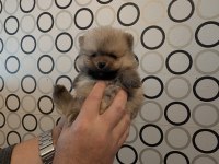 Şecere Belgeli Pomeranian BOO