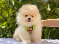 A KALİTE POMERANİAN BOO YAVRULARIMIZ