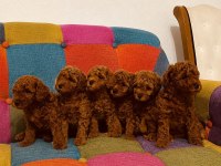 Orjinal TOY POODLE kendi ev üretimi yavrularımız