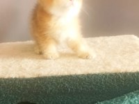 Golden BY11 British Shorthair