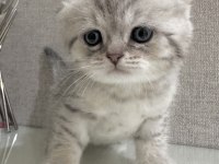 Scottish fold a kalite yavrular