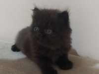 Chinchilla yavrularımız yeni yuvalarını arıyor