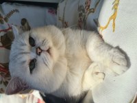 Dişi yavru british shorthair bursa