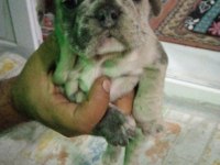 Sağlıklı yavrular hepsi birbirinden sevimli french bulldog