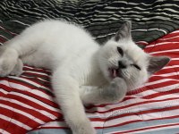 Gümüş British Shorthair