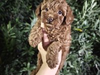 Toy poodle BEBEKLER