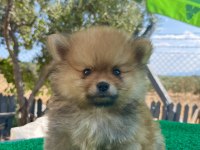 Pomeranian Boo Bebeklerimiz