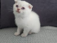 Blue point 50 günlük scottish fold