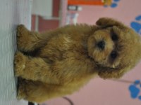 MALTİPOO BEBEKLER