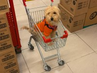 İş Durumumdan Dolayı Acil Maltipoo