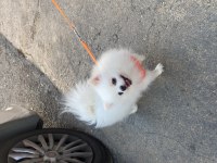 2 YAŞINDA DİŞİ POMERANİAN