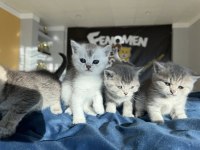 RENK RENK BRITISH SHORTHAIR YAVRULARIMIZ GÜNCEL ANKARA