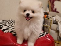 Kar beyazı çok iyi kalite pomeranian boo