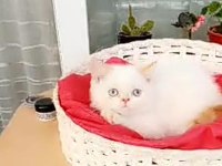 Exotic Shorthair