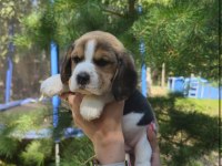 Elizabeth Beagle @ppuppypawbodrum