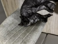 Maine coon oyuncu ve insan canlısı kedimiz