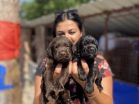 Çikolata labrador yavrularım