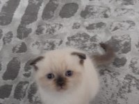 1 buçuk aylık orjinal Scottish Fold Bebekler