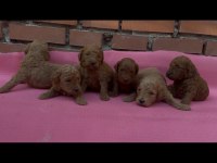 Ev Üretimi Safkan Toy Poodle Yavrularımız