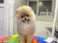 Pomeranian Boo Üst Kalite Erkek