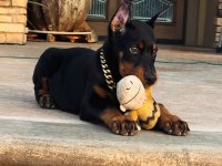 İsteğe Özel Estetikli A Kalite Doberman