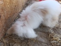 HOLLANDA LOP TAVŞAN