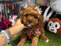 Gerçek orjinal Toy Poodle Yavrularımız