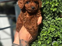 Orjinal kore kan poodle yavrularımız