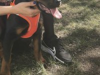 4 aylık dişi rottweiler
