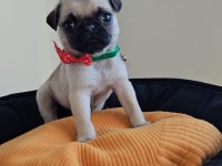 Pug mops yavrularımız