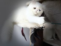 Erkek odd eyes kedimiz bilgi için arayın