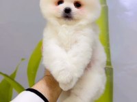 EN SEÇKİN POMERANİAN BOO YAVRULARIMIZA YUVA ARIYORUZ