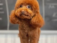 Kore teacup poodle yetişkin erkek