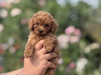 AŞILI ÇİŞ EĞİTİMLİ TOY POODLE BEBEKLER 