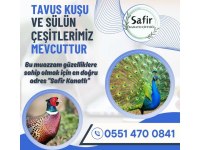 Tavus Kuşu Ve Sülüne Dair Herşey !!