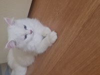 3--4 aylık chinchilla beyaz yavrular