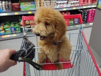 Erkek Toy Poodle