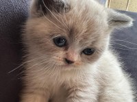 42 Günlük british shorthair