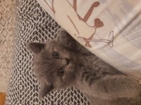 16 şubat doğumlu british shorthair