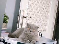 İki yaşındaki scottish fold oğlumuza ömürlük yuva arıyoruz