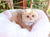 Safkan blue golden erkek yavru kedimiz