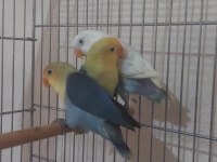Yeme Düşen Bebek Papağanlar
