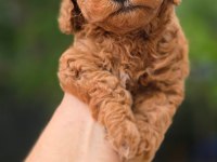 Toy Poodle Köpekleri