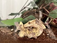 Crested gecko subadult