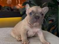 REZERVEYE AÇIK EGZOTİK FRENCH BULLDOG SAFKAN YAVRULARIM