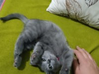 70 günlük british shorthair dişi yavru